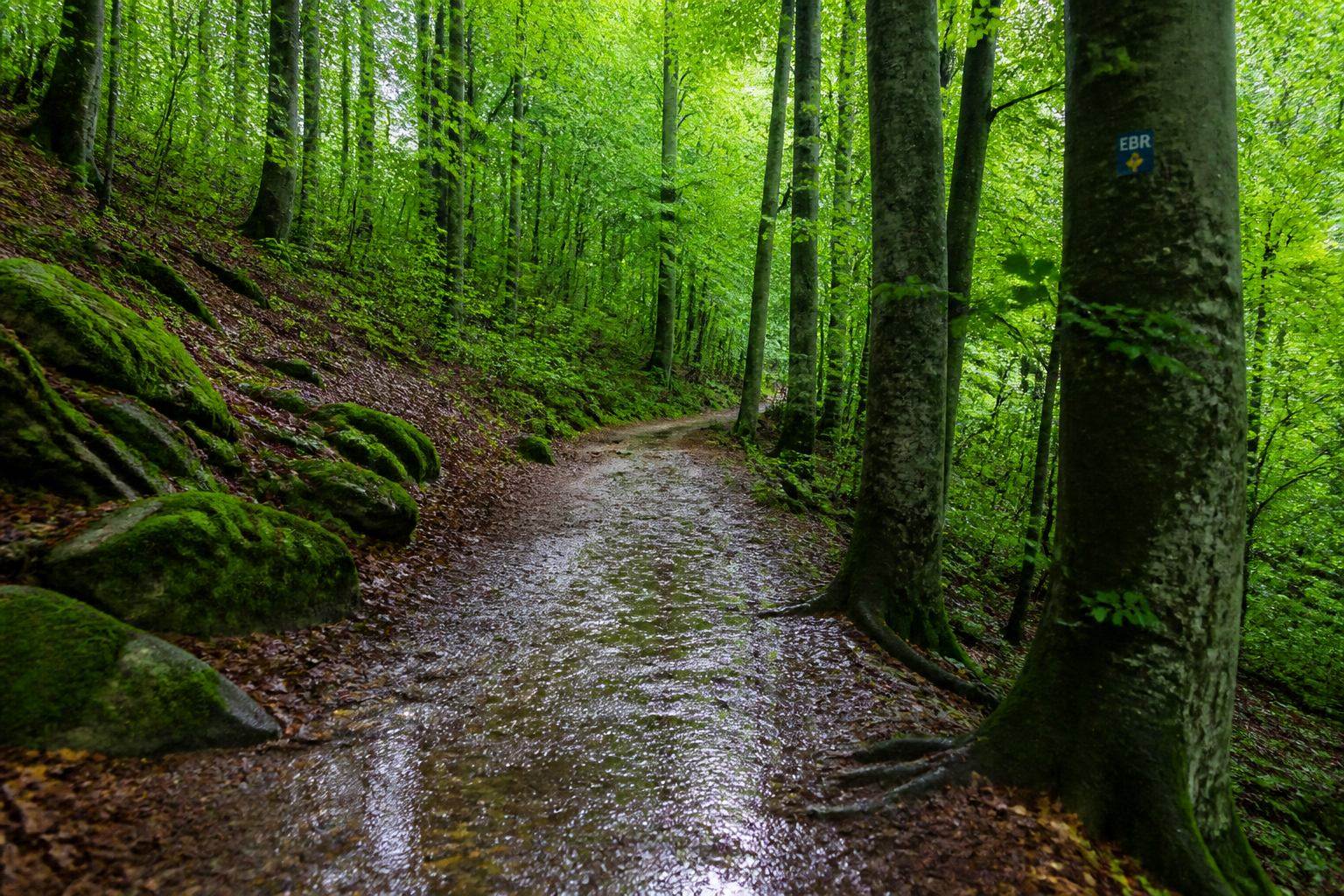 Buchenwaldweg bei Ebermannstadt nach dem Regen