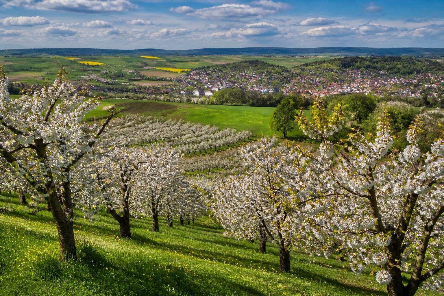 Kirsch- und Apfelgärten auf Hügeln bei Forchheim im Morgenlicht